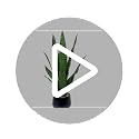 Bird Fiy Faux Snake Plant 22.5 Inches with White Pot - Artificial Indoor & Outdoor Decor