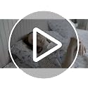 RUVANTI Organic Cotton Queen Bed Sheet Set Obsessed Stems Percale Weave - Breathable & Cooling