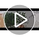 Artificial Italian Ruscus Greenery Stems - 23 Inch, 84 pcs, Wedding & Floral Decor