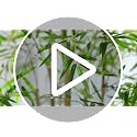 Keeplush 6FT Artificial Bamboo Tree - Realistic Indoor Faux Plant with 6 Trunks