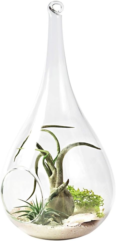 Glass Hanging Planter Set - 2 Pack Terrarium Vases for Succulents & Air Plants - Home Decor Gift