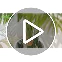 7ft Tall Artificial Palm Tree - Tropical Golden Cane Tree for Indoor Outdoor Decor