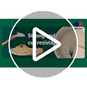 Compostable Heavy Duty 10 Inch Disposable Eco-Friendly Paper Plates - Pack of 500, Brown, Food Service