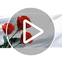 Light Blue Single Forever Rose Gift for Women & Men, Romantic Floral Bouquet