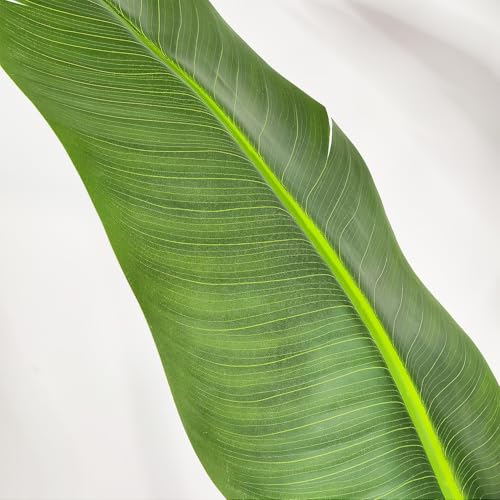 Aoxiwhcse 5ft Bird of Paradise Artificial Plant with White Planter - Faux Indoor Tree