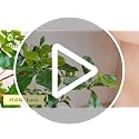 Bellacat 7ft Black Olive Faux Tree Indoor with Natural Trunk & Realistic Leaves