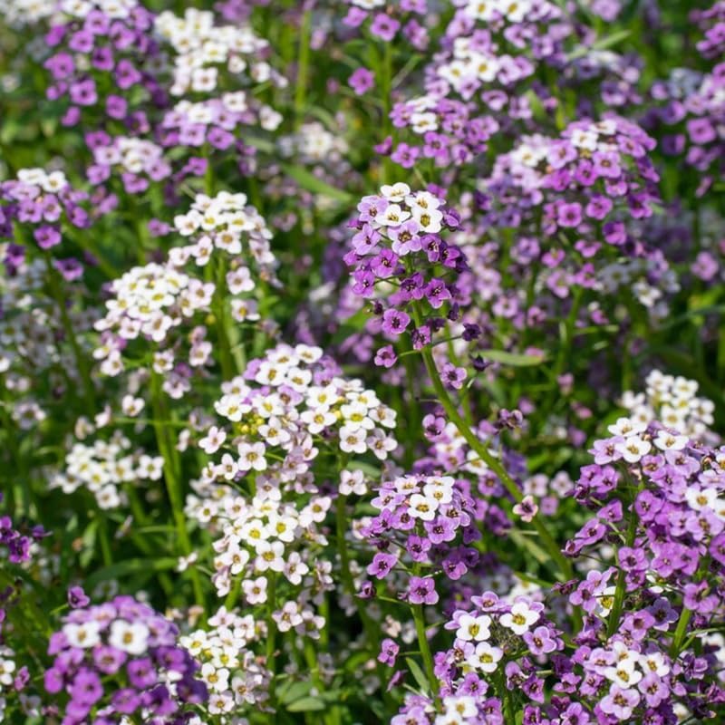 Sweet Alyssum Seeds - 200+ Premium Mix for Vibrant Groundcover Flowers | Perfect for Garden Planting