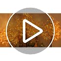 LIGHTSHARE 6ft Artificial Lighted Maple Tree with 120 Warm White LEDs - Indoor & Outdoor Fall Decor