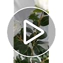 Artificial Camellia Tree 3.4FT - Faux Plant Indoor Outdoor Decor 2 Pack - White
