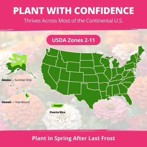 HOME GROWN Zinnia Dahlia Seeds - 524 Non-GMO Flower Seeds for Vibrant Pollinator Gardens & Borders