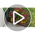 Artificial Fall Flowers - Mums Plants with Violet Variation, Outdoor Decor 2Pcs