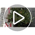 48-Inch Faux Boxwood Tree with Burlap Bag - Unlit Holiday & Outdoor Decor