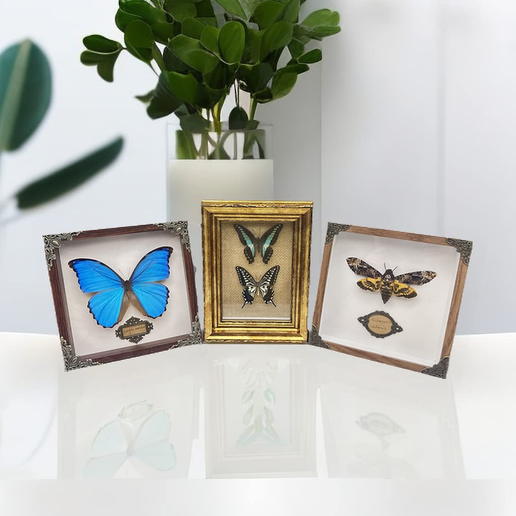 Real Acherontia Death Head Moth Framed,Handmade Wood Shadow Box Insect Specimen for Unique Curiosity Collectors - Tabletop, Wall Art, Home Decor, Living Room, Gallery, and Bedroom (Death's Head Moth)