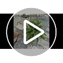 Large Artificial Ferns for Outdoors & Indoors - 45 Inch Fake Ferns with 55 Fronds