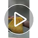 TreeLen B-Yellow 6 Pack Indoor Soft Bristle Brooms with 55-Inch Handle for Hardwood Floors