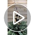Tree Buddees Creepy Pirate Skull Tree Topper - 10 Inch Halloween & Christmas Decor