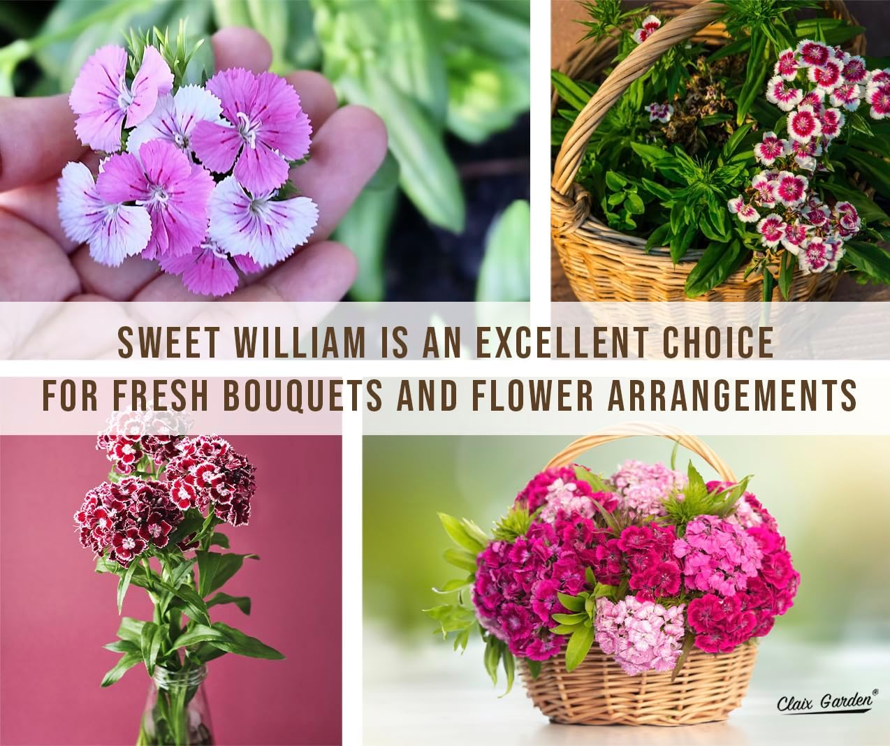 Sweet William Mix - Dianthus Barbatus Seeds | 10,000 Non-GMO Heirloom Seeds for Vibrant Pollinator Gardens
