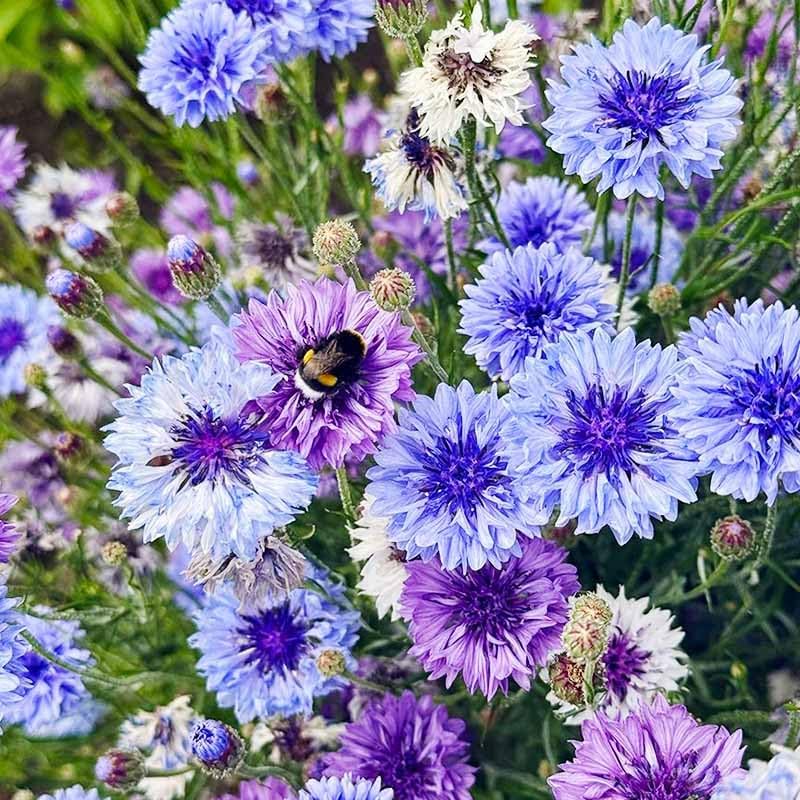 Regine Switzerland 3200+ Mix Cornflower Seeds - Non-GMO Bachelor Button Flower Seeds for Outdoor Gardens