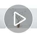 Artificial Tree Branches with Realistic Leaves - 57 Inches, 2 Pack for Indoor Outdoor Decor