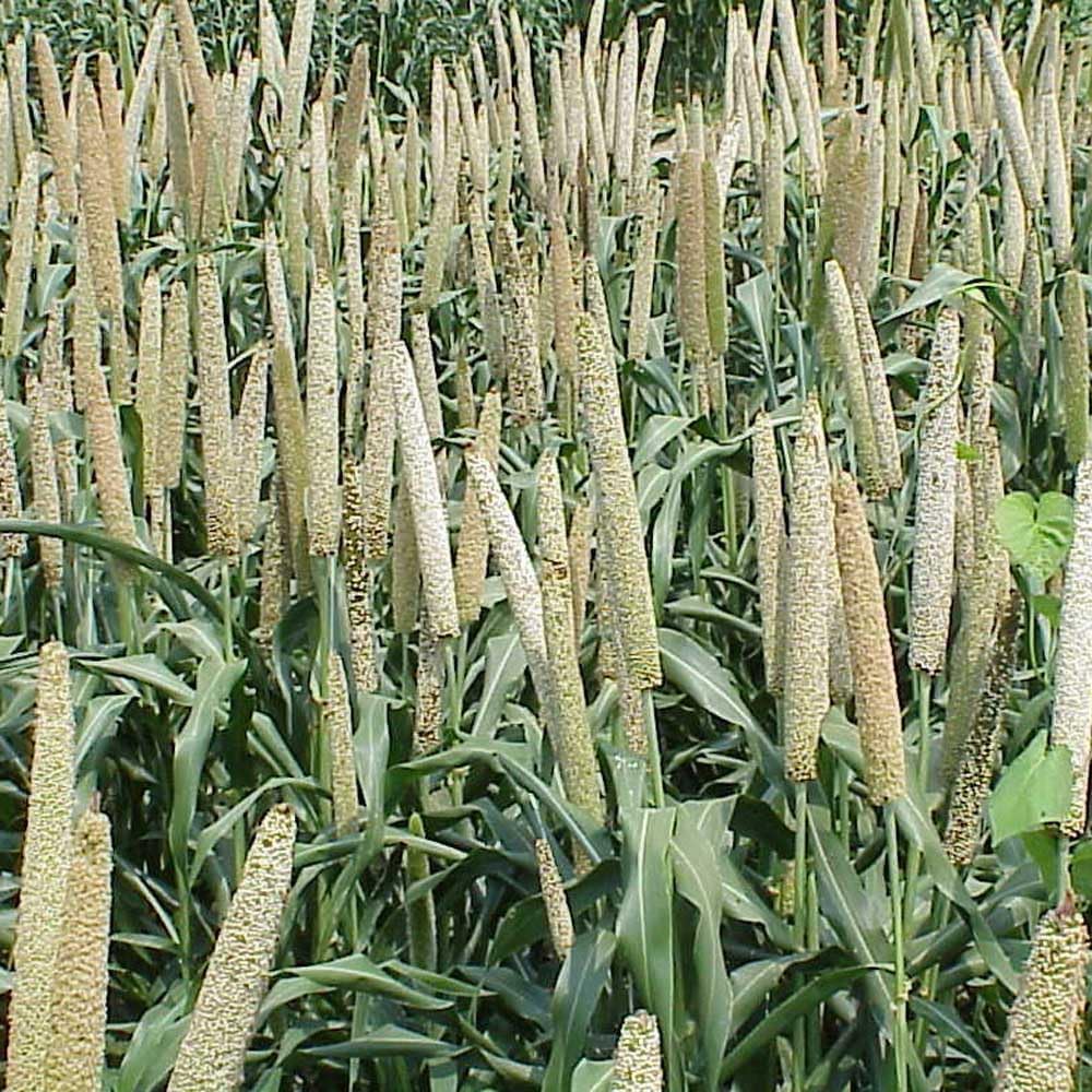 Outsidepride Pearl Millet Seed - 5 lb Annual Warm Season Grass for Poultry Feed & Forage