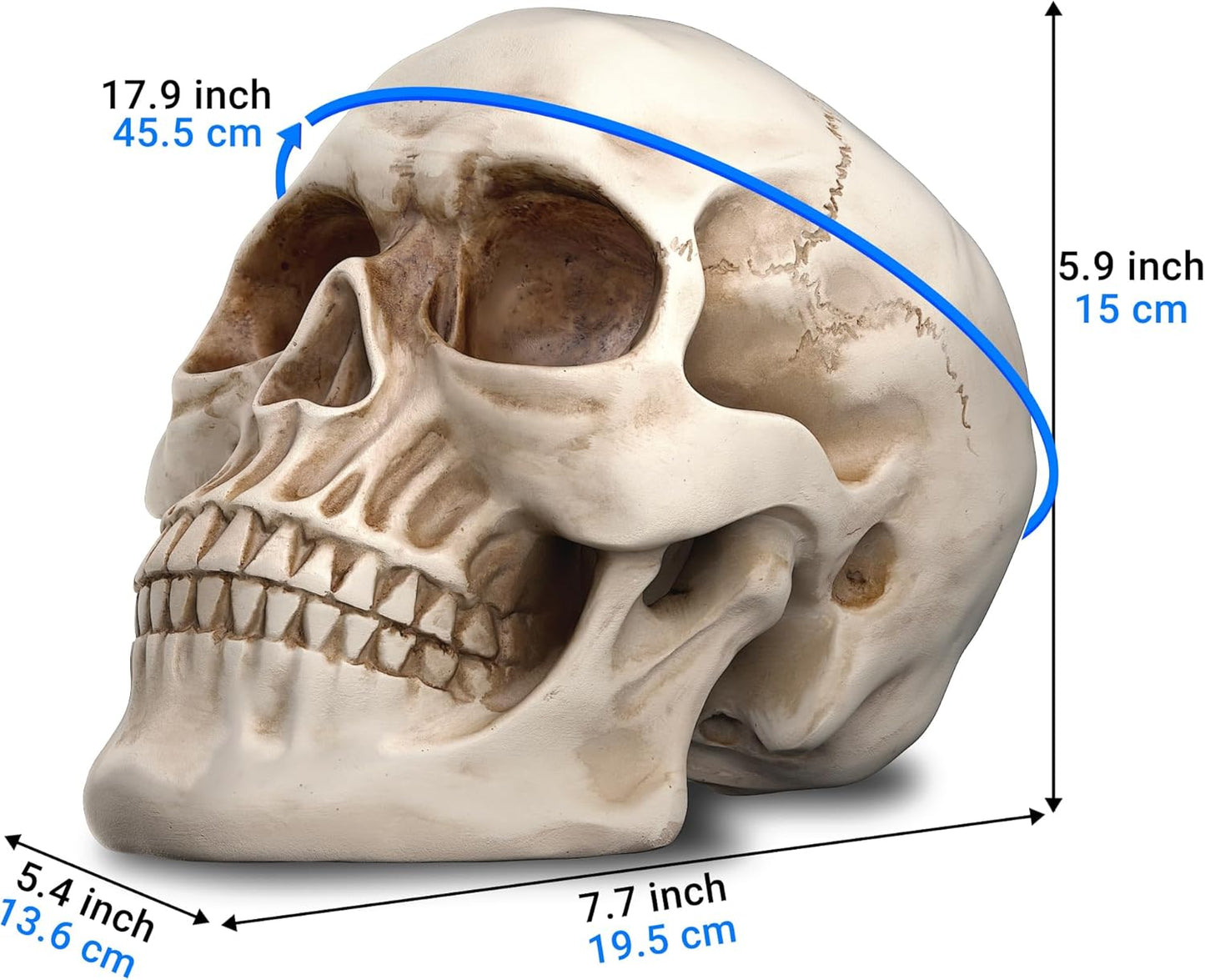 Resin Skull Decor - Human Head Model for Halloween Home Decoration & Bookshelf