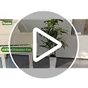 White 6ft Indoor Artificial Dracaena Tree with Planter - Faux Tall Plant