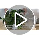 Muhanjia White Ceramic Pothos Artificial Plant with Drooping Vines, Indoor Fake Houseplant for Home & Office Decor