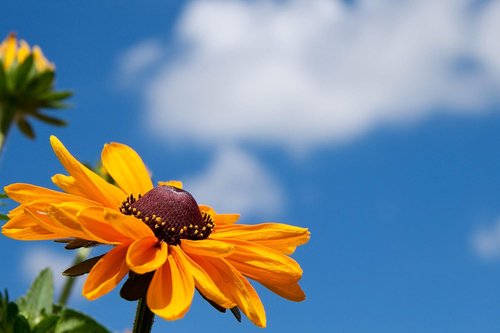 Black Eyed Susan Seeds - 5000 Non-GMO Heirloom Seeds for Vibrant Garden Blooms