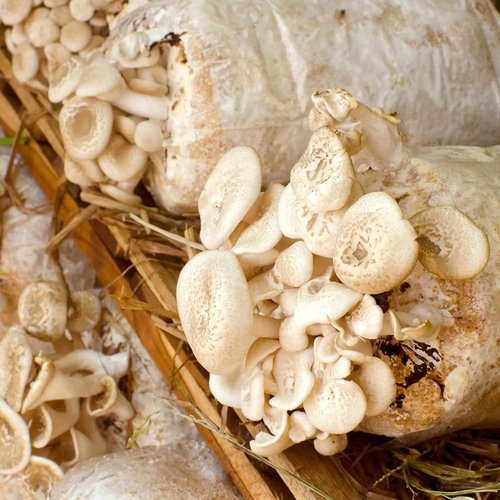 25 Packs 6 Mil Mushroom Grow Bags - Durable Autoclavable Spawn Bags with 0.2 Micron Filter | 5" X 8" X 20"