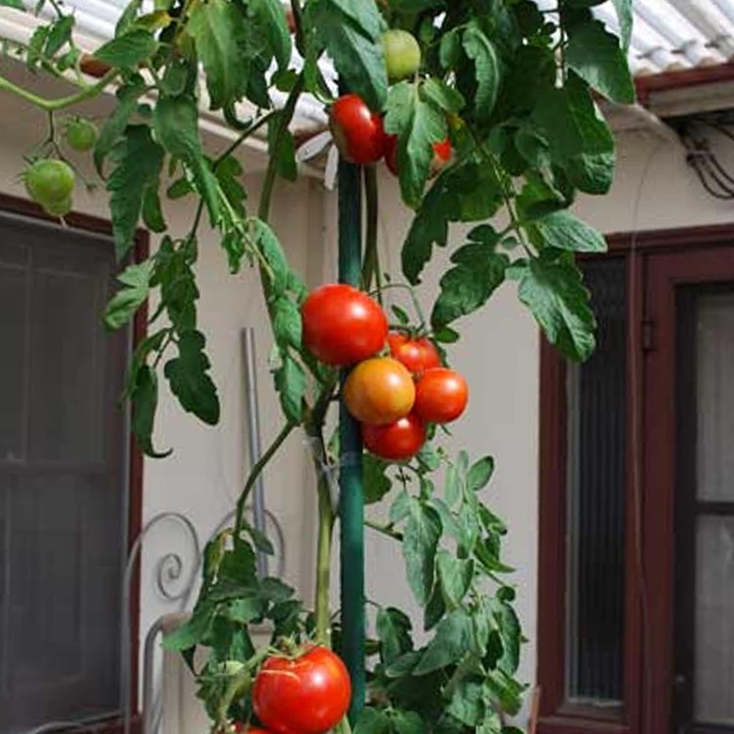 Xiny Tool Garden Stakes - 25 Pack Steel Tomato Stakes with Plastic Coating | 58 Inch Height for Climbing Plants