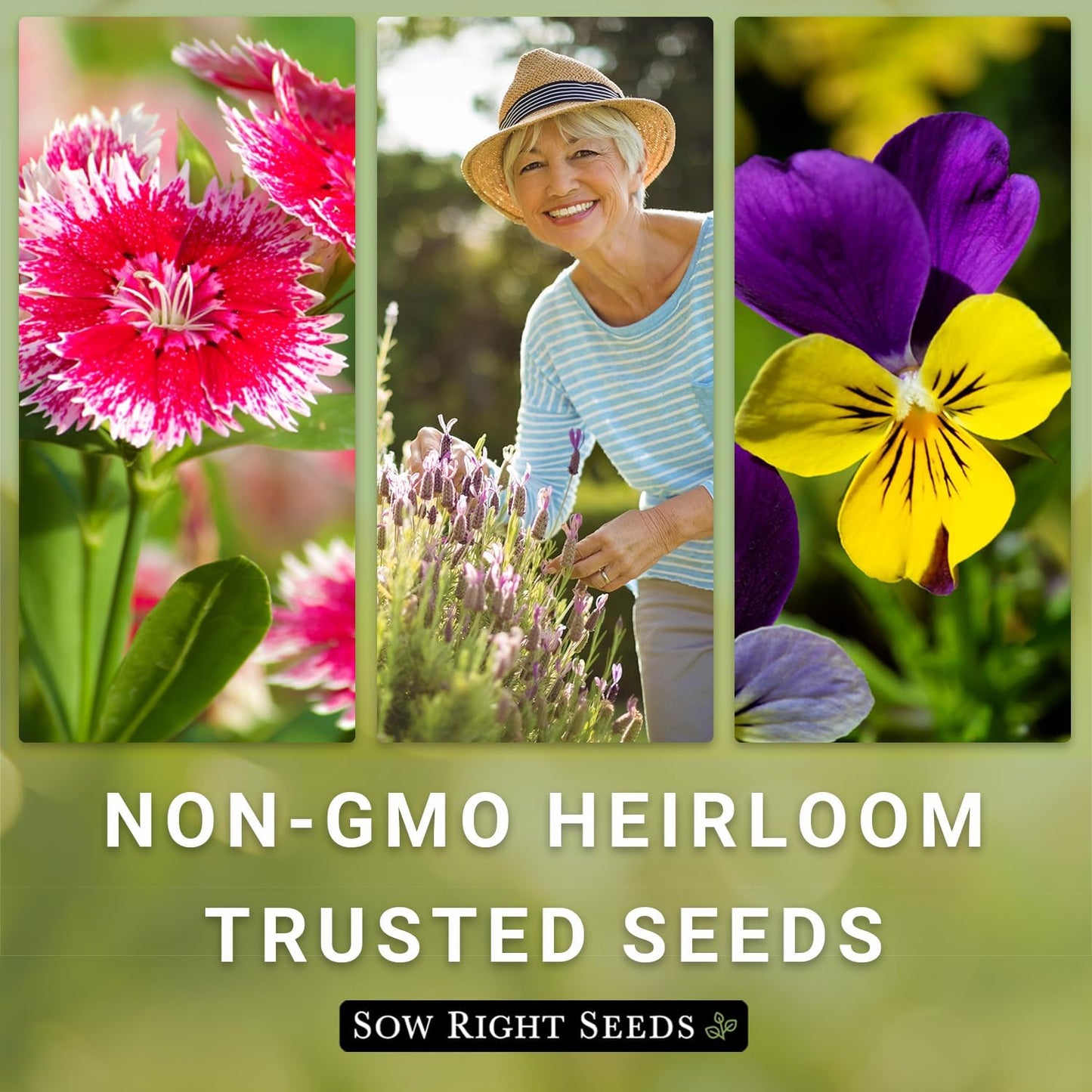 Sow Right Seeds - Mixed Moss Verbena Flower Seeds | Non-GMO Heirloom for Vibrant Ground Cover