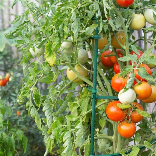 Growsun 4ft Metal Garden Stakes - Durable Plastic Coated Plant Supports for Tomatoes & Climbing Plants | 25 Pack