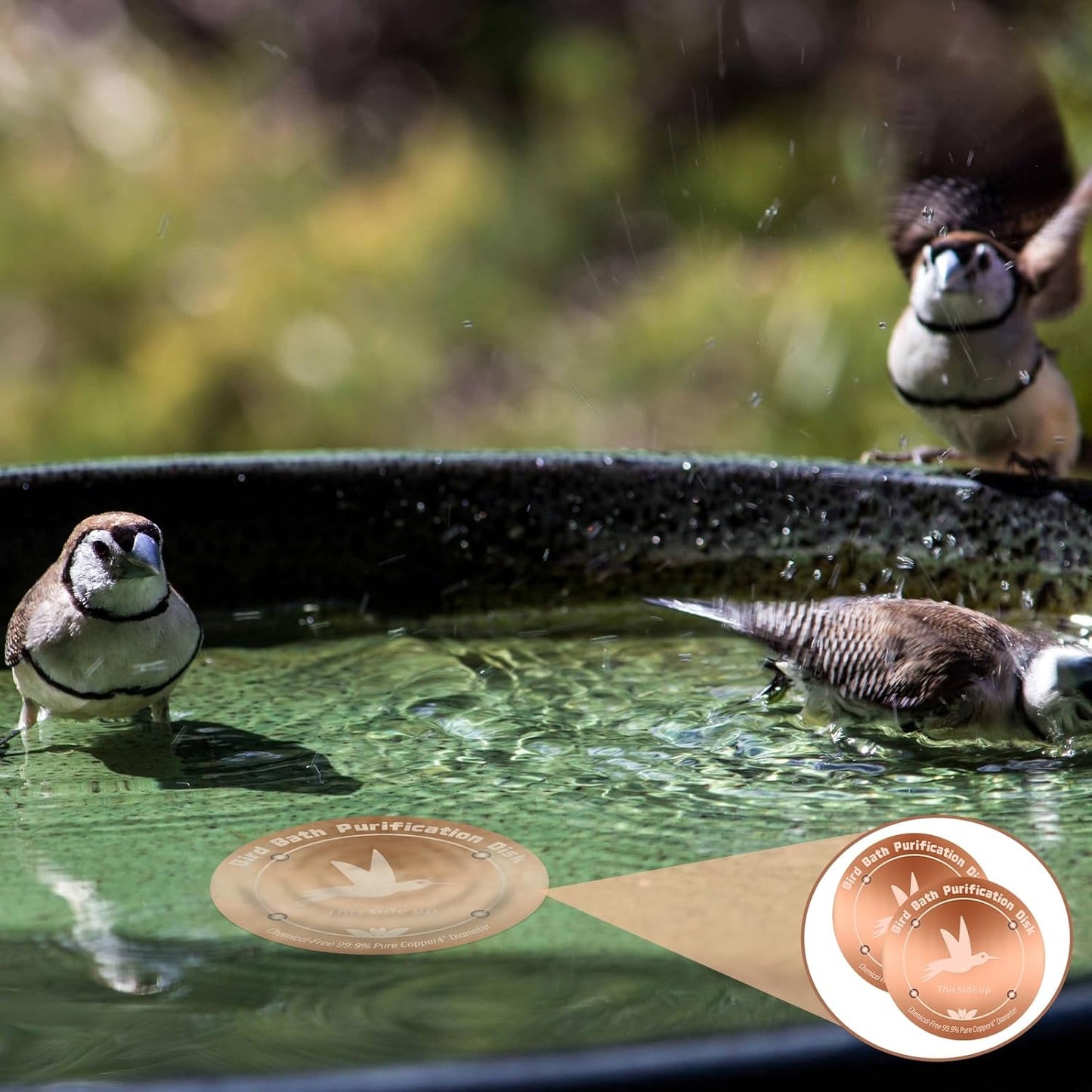 Skiennix Pure Copper Bird Bath Purification Disk - 4 Inches, 0.6mm Thick, All-Season Water Cleaner