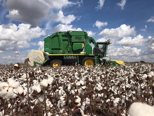 Grown In The USA Raw Cotton Stuffing - Eco-Friendly 3lb Batting for Crafts & Upholstery