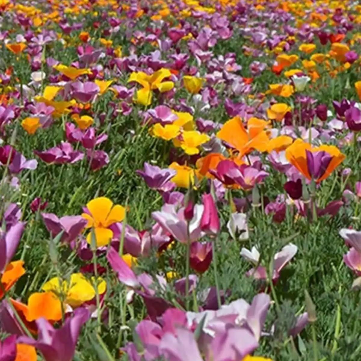 Purple Poppy Flower Seeds - 4200+ Heirloom Non-GMO Seeds for a Colorful Blooming Garden