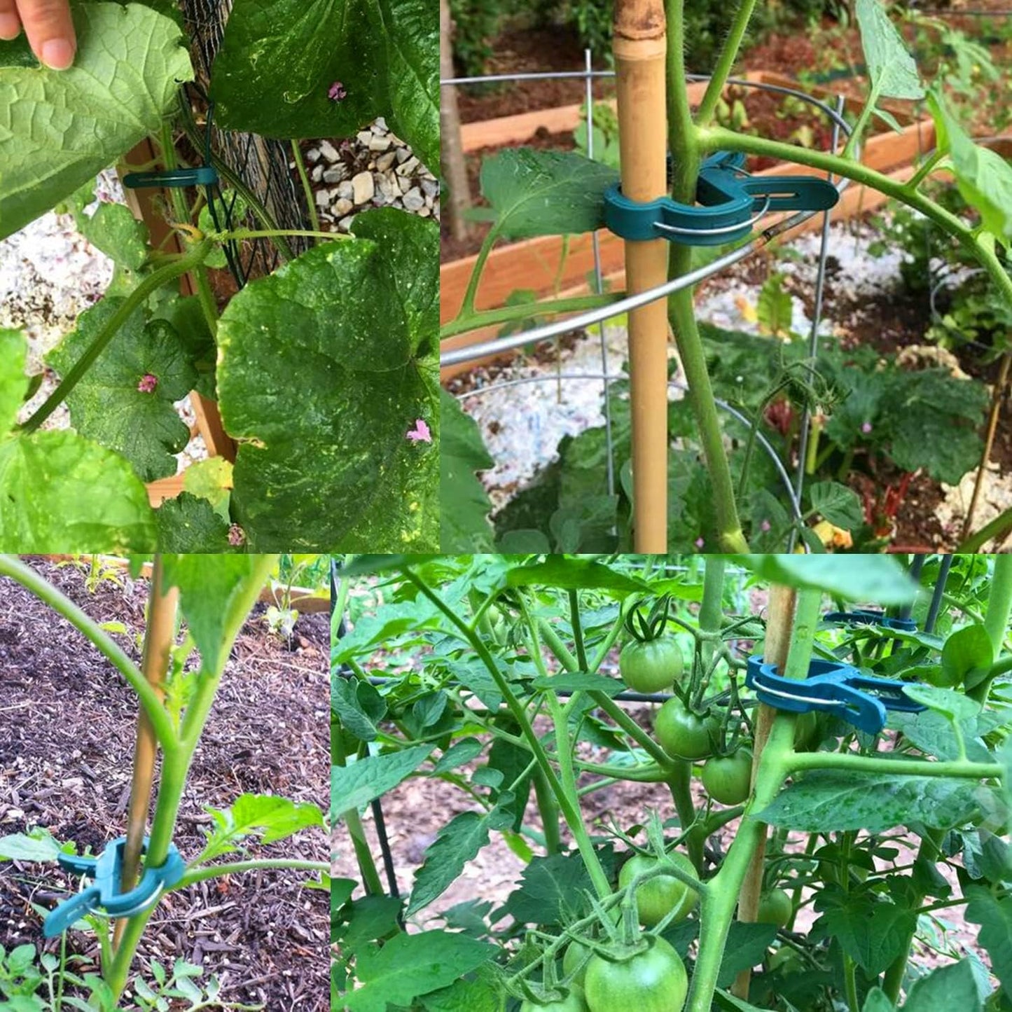 Yinghezu Plant Support Clips - 40 Pcs for Garden Tomatoes & Vines | 2 Sizes for Upright Growth