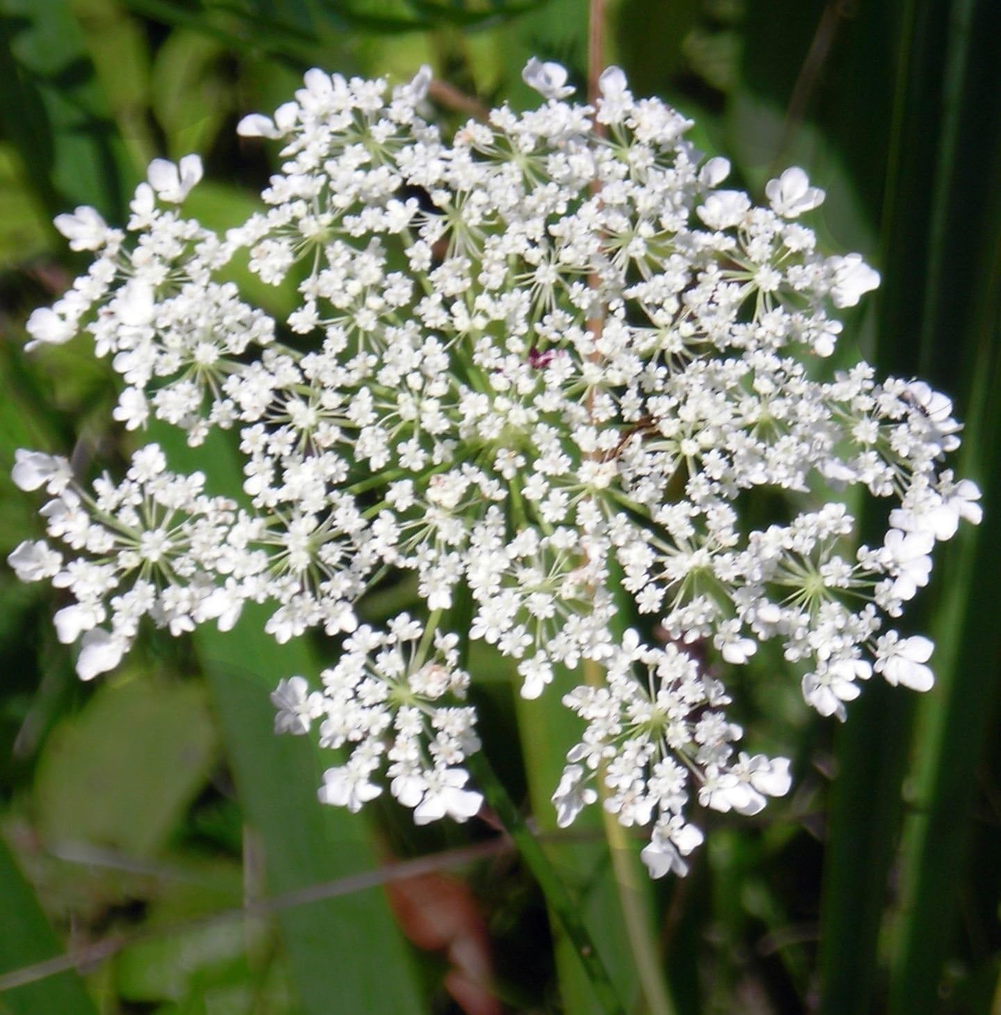 Queen Anne Lace Seeds - White Daucus Carota | Bishops Flower & Wild Carrot Annual Seeds