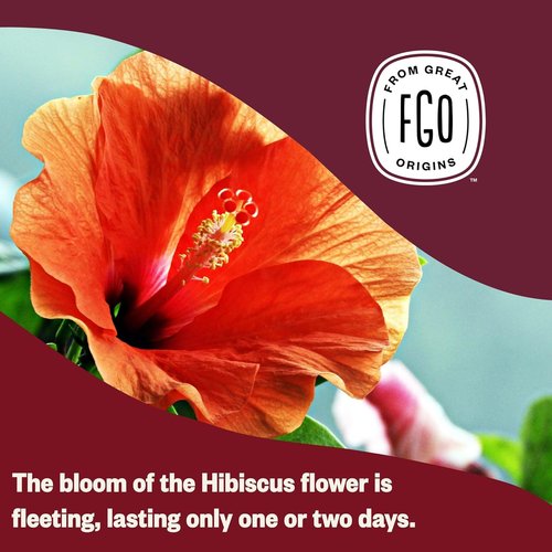 FGO Organic Hibiscus Tea - Caffeine-Free Eco-Conscious Tea Bags | 100 Count Pack
