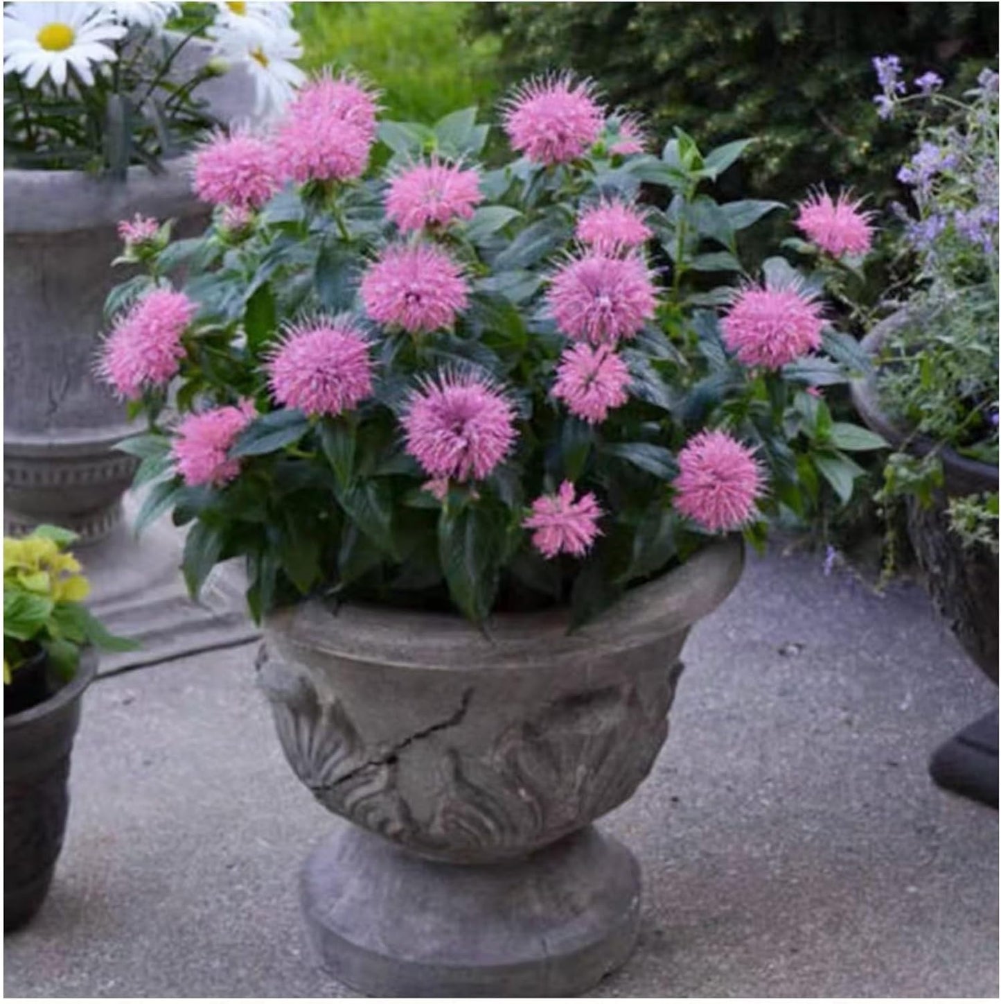 Monarda Bee Balm Seeds - Vibrant Pink Blooms for Pollinator-Friendly Gardens | 1000 Seeds