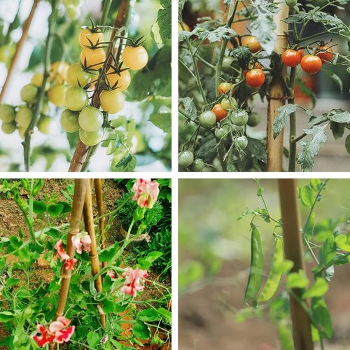 COLOtime Bamboo Stakes - 4FT Garden Support Poles for Climbing Plants | 25 Pack for Tomatoes & Beans