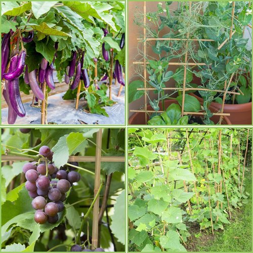 GAGINANG Bamboo Garden Stakes - 4FT Sturdy Natural Support for Climbing Plants | 25Pcs Set
