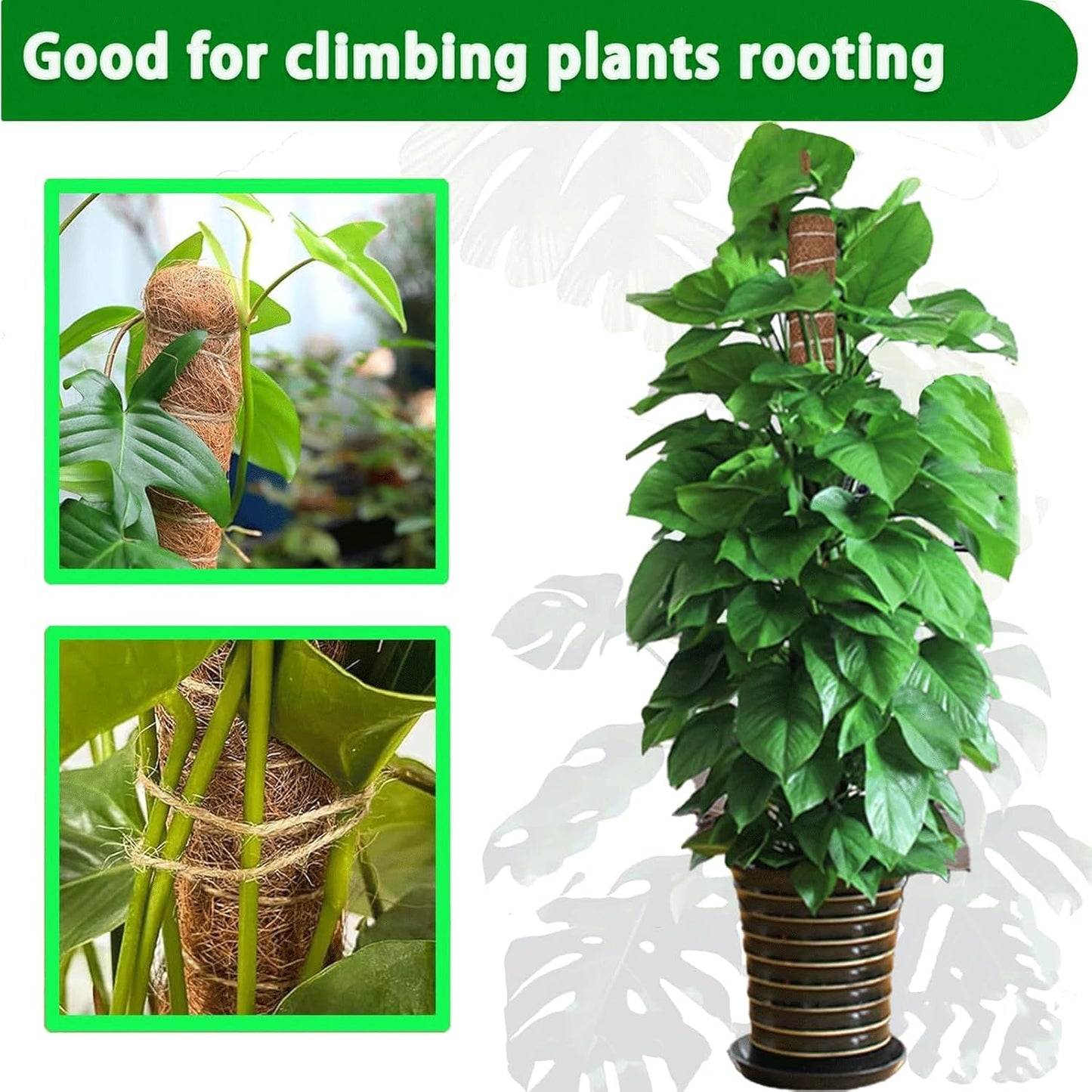 Moss Pole | 21-Inch Plant Support Stakes - 2-Pack for Monstera, Pothos & Philodendron