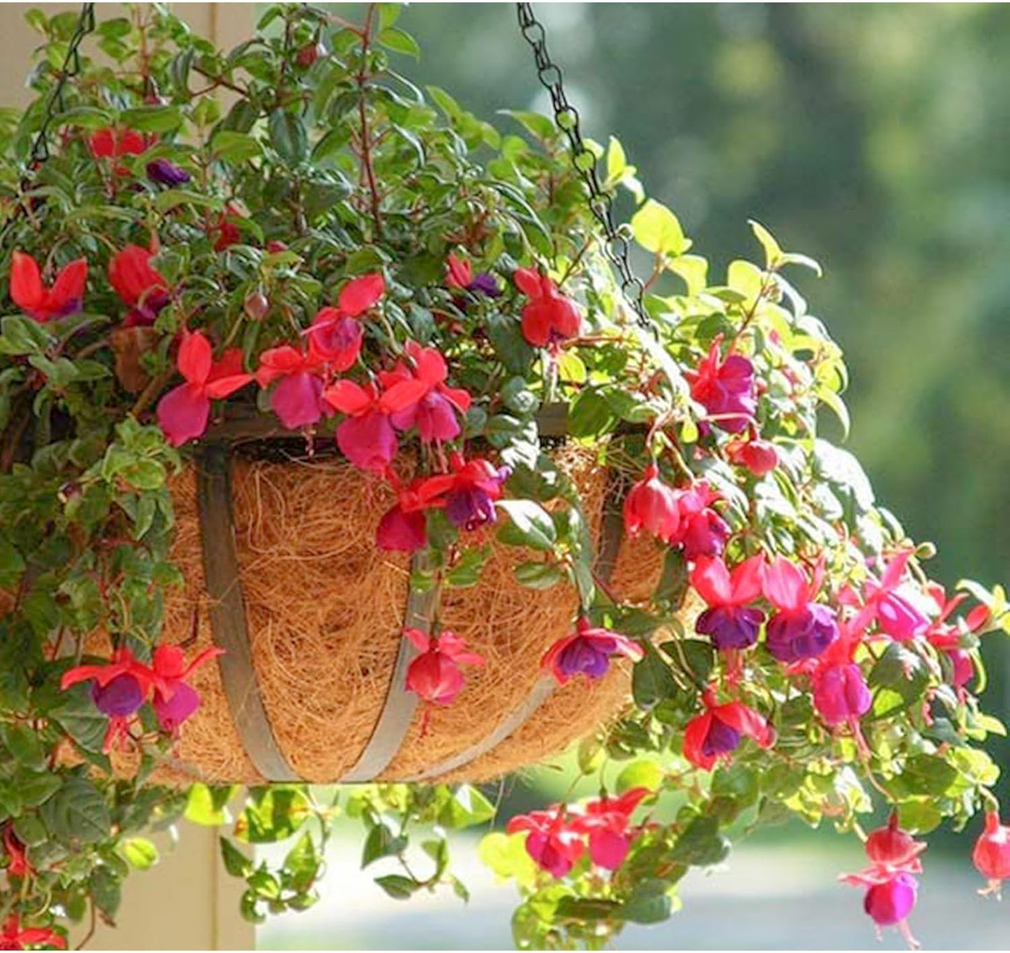 Skiennix 14-Inch Coco Liners - Natural Round Coconut Fiber Replacement for Hanging Baskets | 6 Pcs