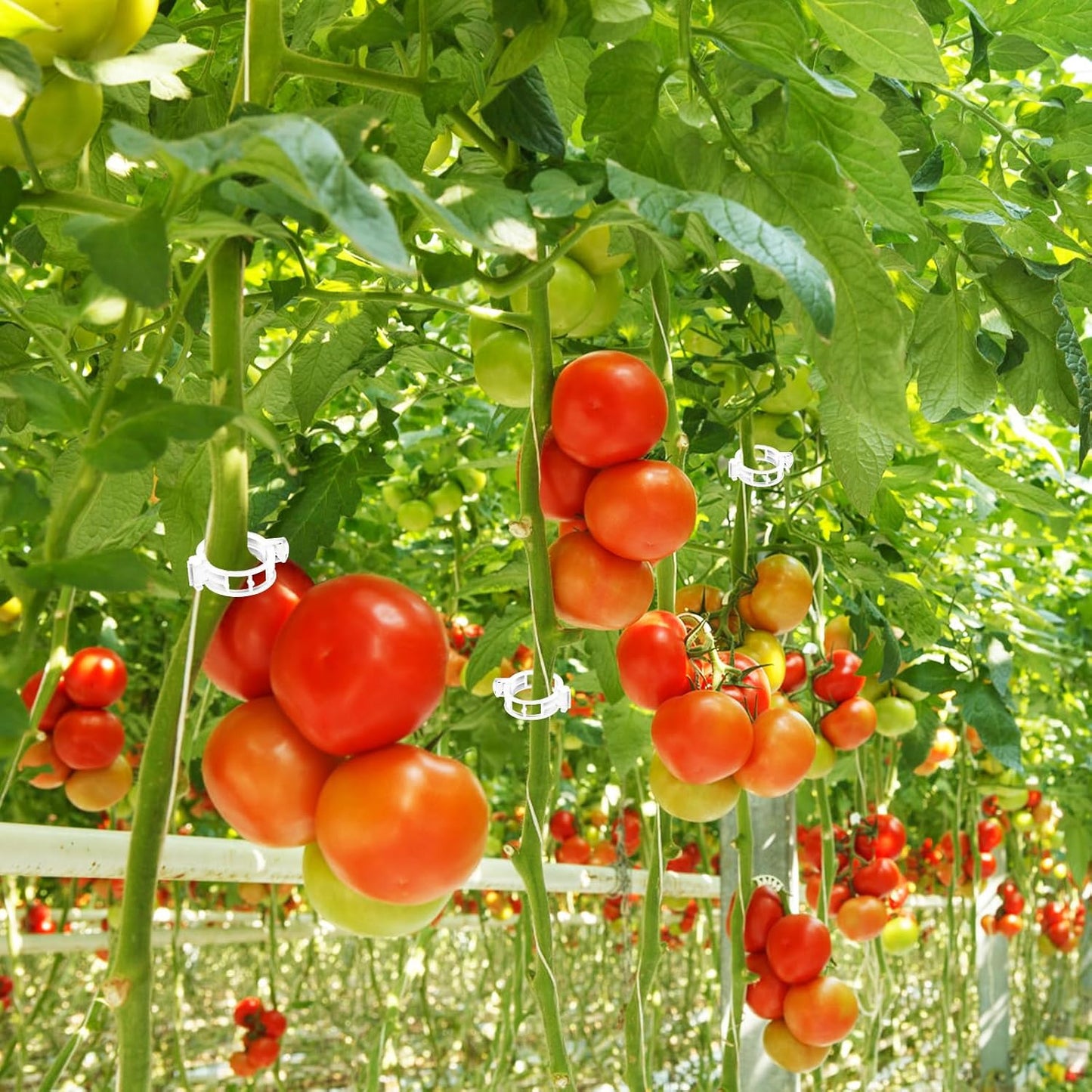 OJYUDD Tomato Hooks - 130 Pcs Plant Support Clips with 32.8ft Twine for Climbing Vegetables & Flowers