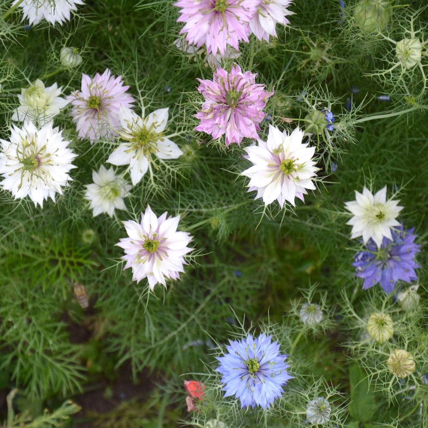 Outsidepride Jewels Mix Nigella Seeds - 1000 Pcs Vibrant Annual Flower Seeds for Stunning Gardens & Arrangements