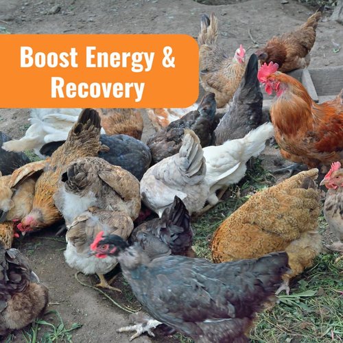Buff Clucks AquaBoost Probiotic & Electrolyte Powder for Chickens - Natural Hydration & Gut Support - 8 oz