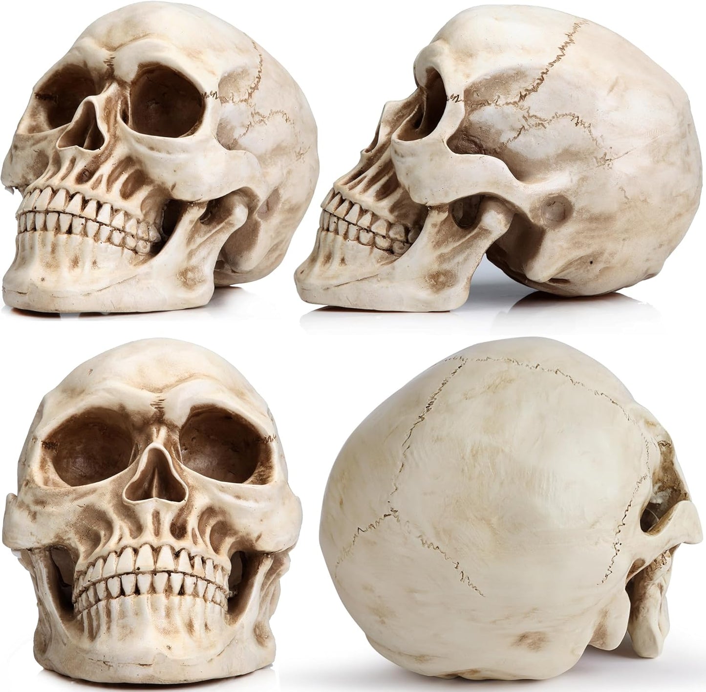 Resin Skull Decor - Human Head Model for Halloween Home Decoration & Bookshelf