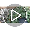26 Inch Olive Wreath - Handmade Realistic Green Leaves & Berries for Front Door & Home Decor