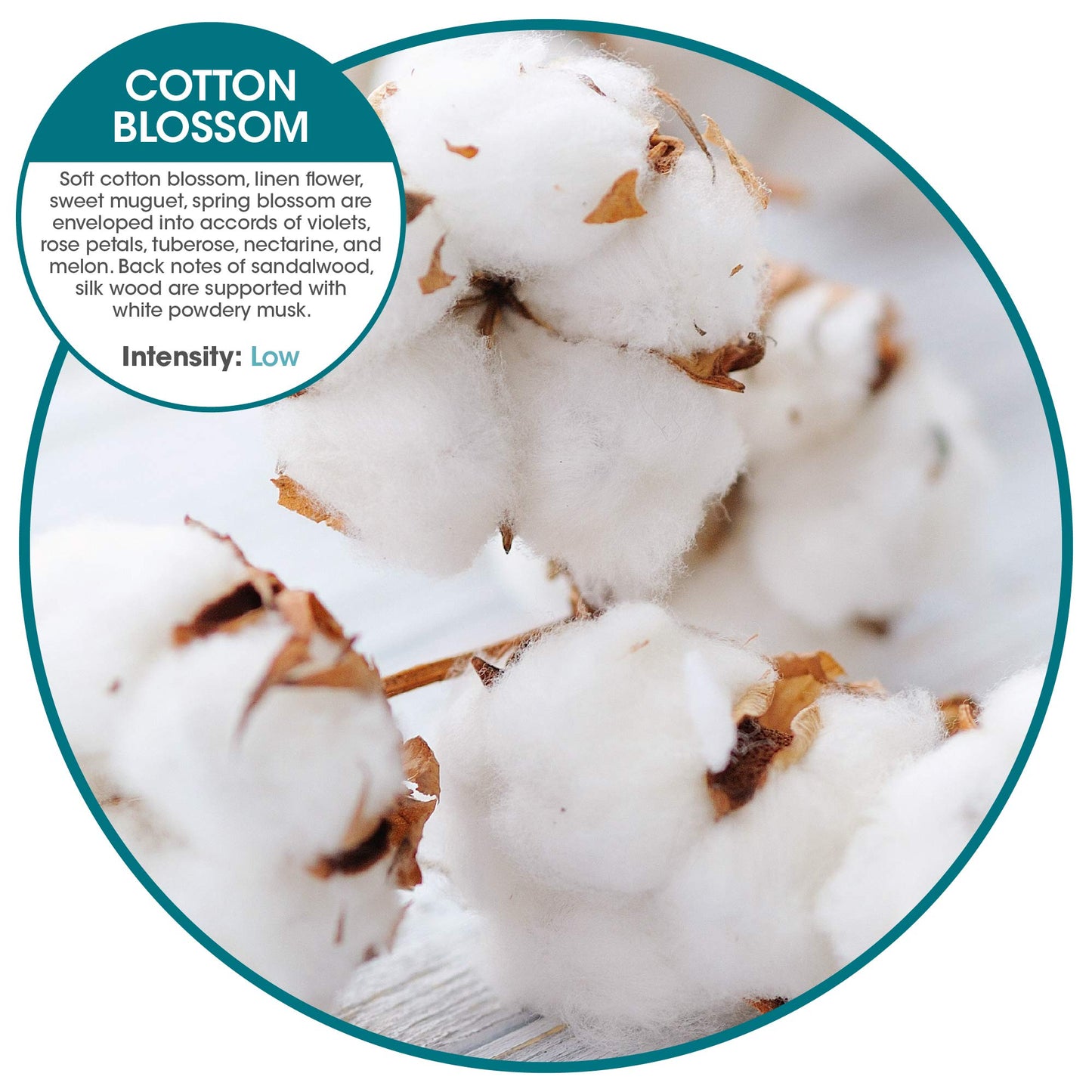 Fresh Products ourfreshe Plug In Air Freshener 30 Day Refills Replace Messy Aerosols with Dry Fragrance For Use in Medium Sized Spaces Cotton Blossom 6 Pack