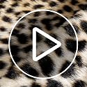 Leopard Print Faux Fur Cowhide Area Rug 63x78.7in for Home & Living Room